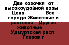 Две козочки  от высокоудойной козы › Цена ­ 20 000 - Все города Животные и растения » Другие животные   . Удмуртская респ.,Глазов г.